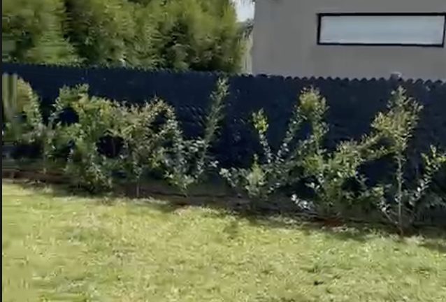 Hilera de oleas texanas plantadas a lo largo del cerco