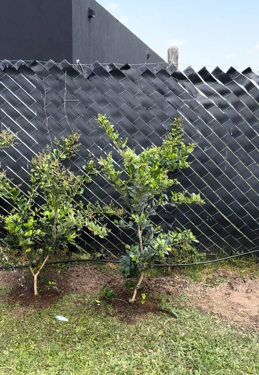 Olea texana recién plantada junto al cerco, con la manguera del riego por goteo